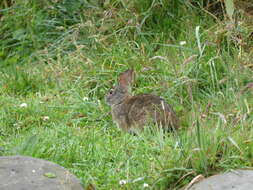 Image of Andean tapeti