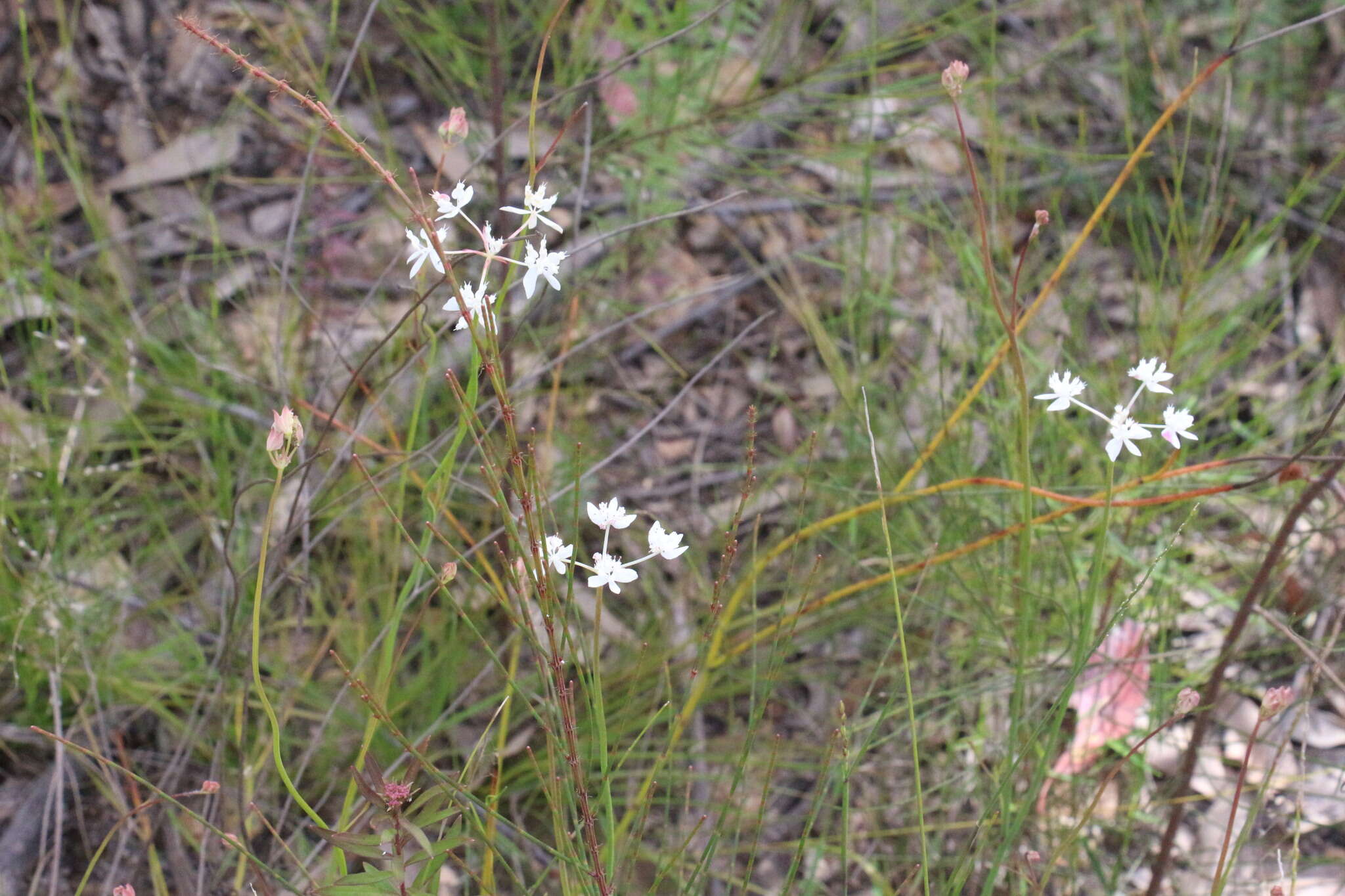 Xanthosia atkinsoniana F. Müll.的圖片