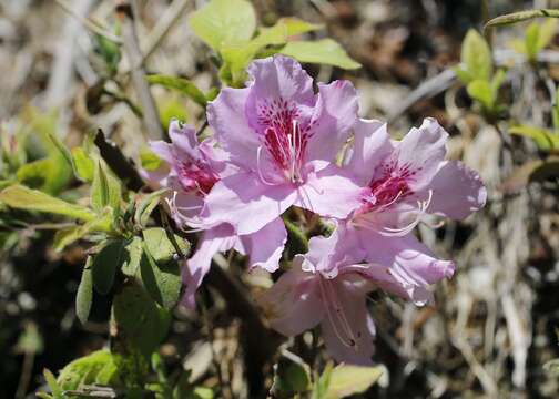 Plancia ëd Rhododendron macrosepalum Maxim.