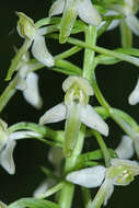 Image of Platanthera mixta Efimov