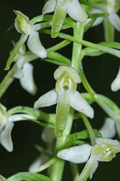 Слика од Platanthera mixta Efimov