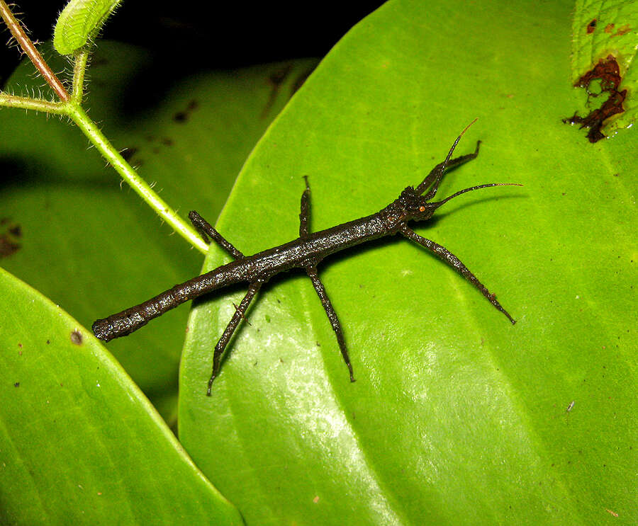 Image of Pylaemenes borneensis (Bragg 1998)