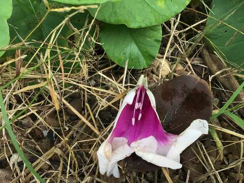 Слика од Ipomoea campanulata L.