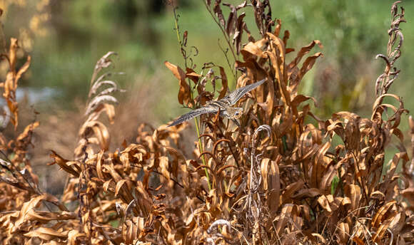 Image of Swinhoe's Snipe