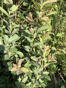 Lindera glauca (Sieb. & Zucc.) Bl. resmi