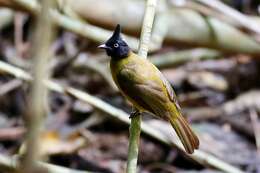 Image of Black-crested Bulbul