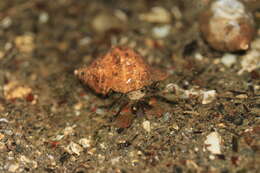 Image of Bering hermit crab