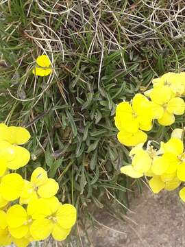 Image of Erysimum duriaei subsp. pyrenaicum (Nyman) P. W. Ball