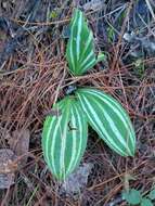 Sarcoglottis sceptrodes (Rchb. fil.) Schltr.的圖片