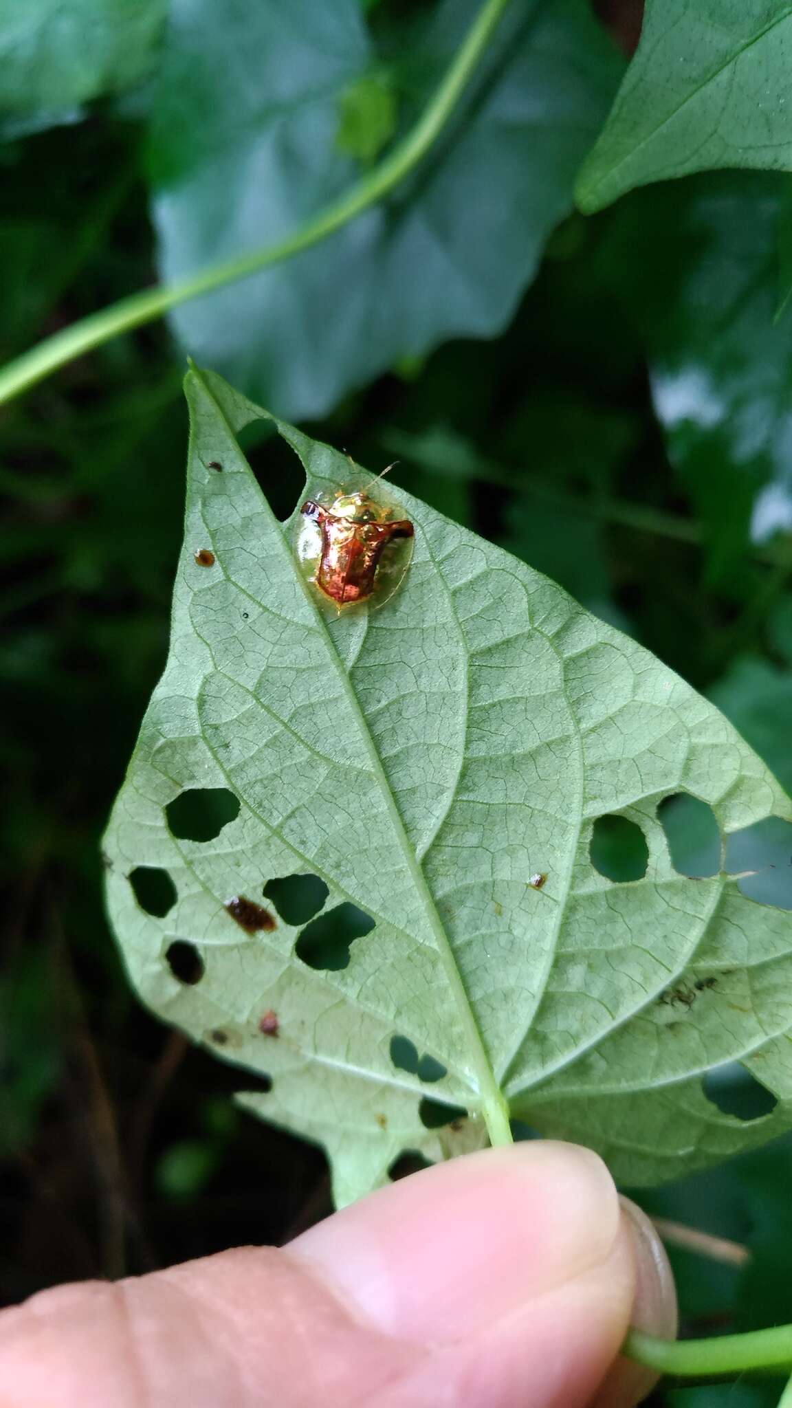 Image of Aspidimorpha (Aspidimorpha) furcata (Thunberg 1789)