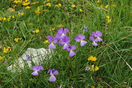 Image of Viola culminis F. Fen. & Moraldo