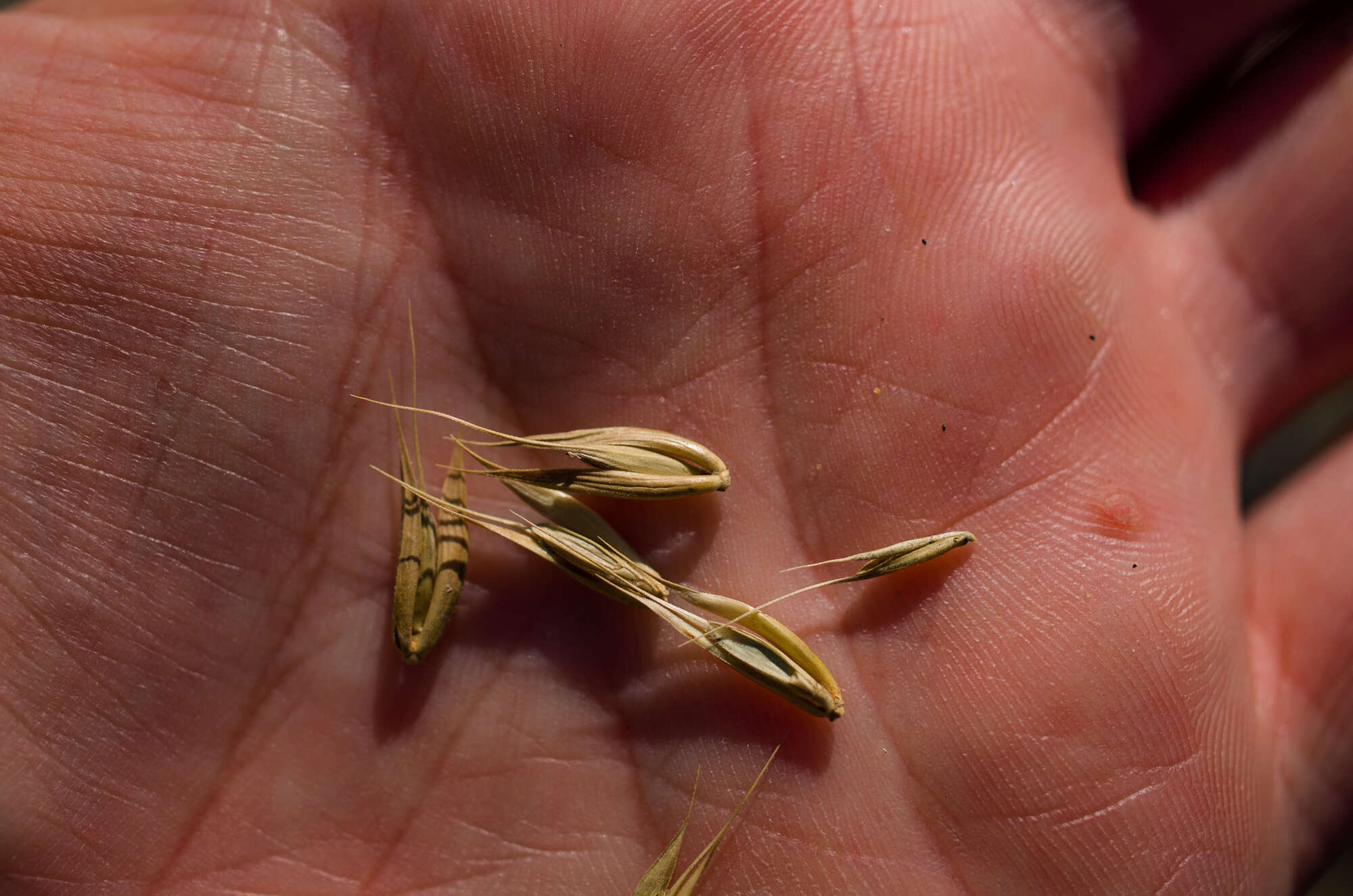 Image of Elymus virginicus var. virginicus