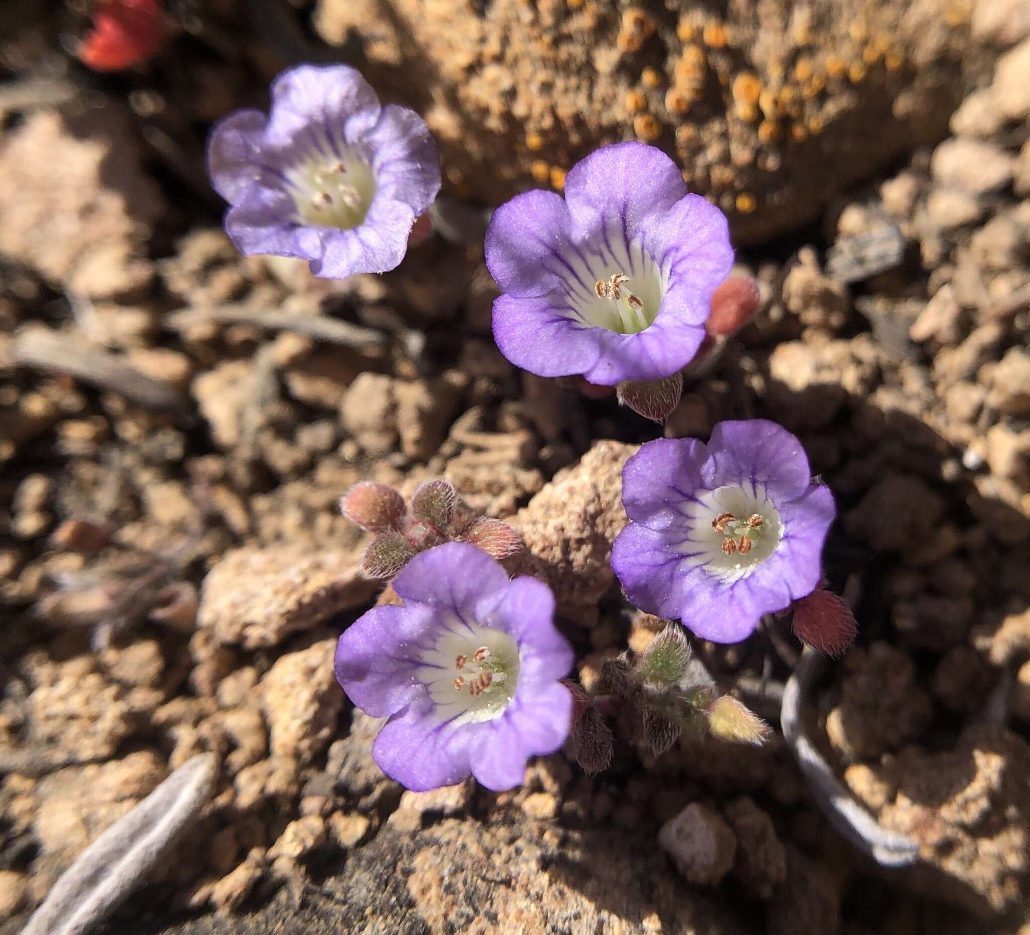 Phacelia douglasii var. petrophila Jeps. resmi