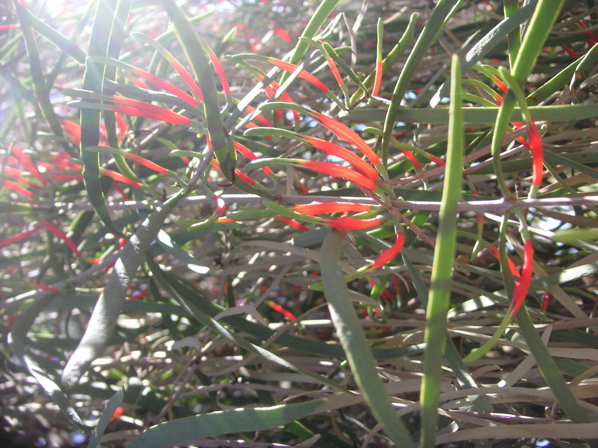 Image of harlequin mistletoe