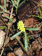 Image de Lomatium stebbinsii M. A. Schlessman & L. Constance