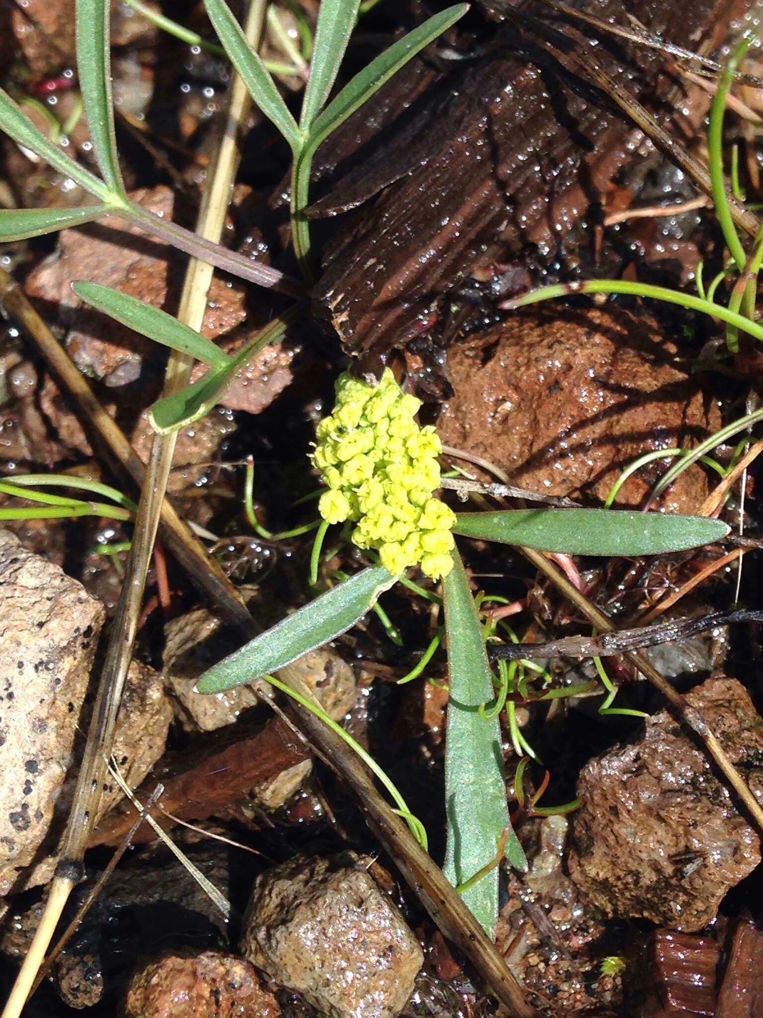 Image de Lomatium stebbinsii M. A. Schlessman & L. Constance