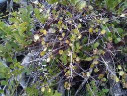 Image of Coprosma spathulata subsp. hikuruana de Lange & Heenan