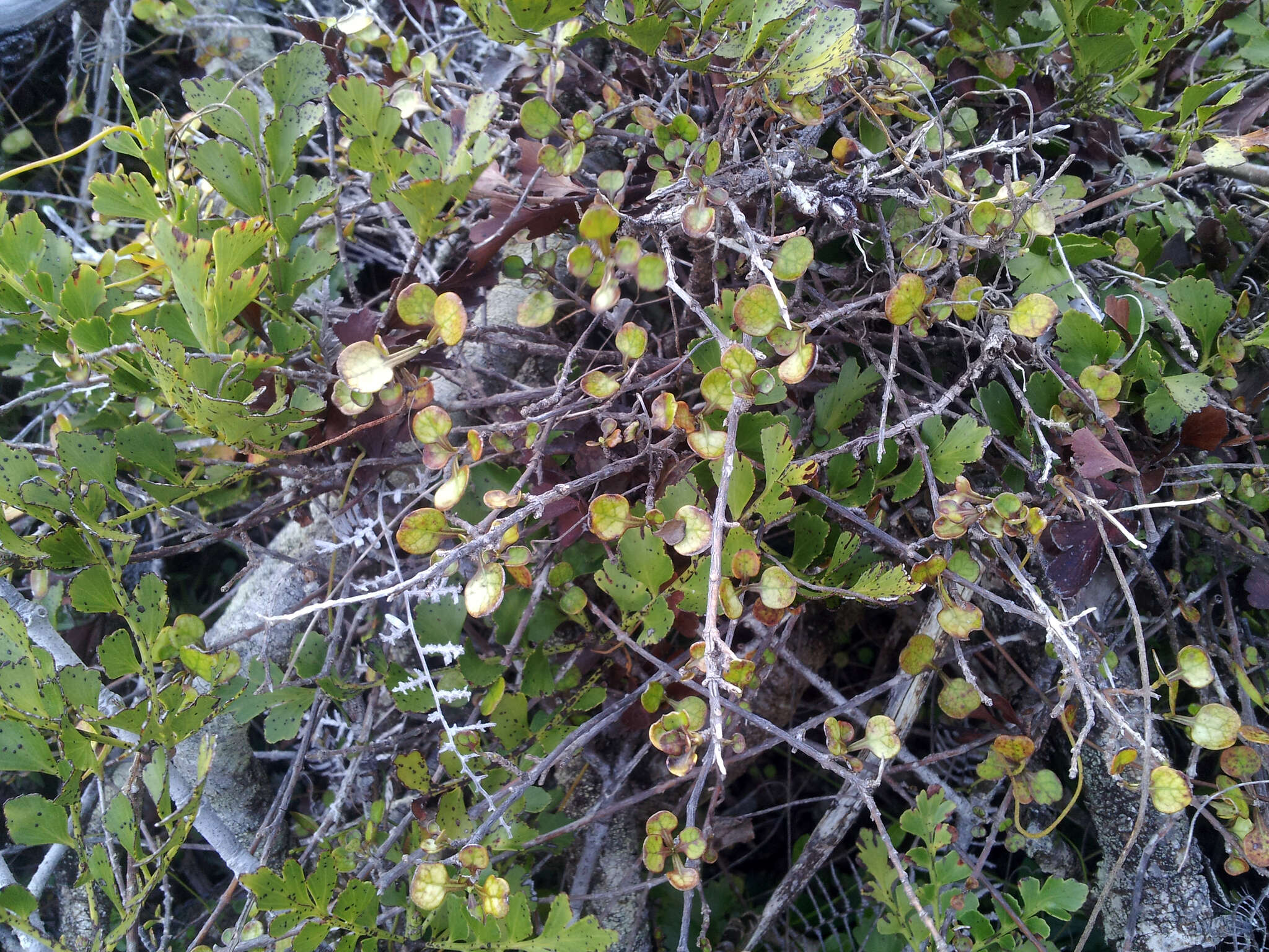 Image of Coprosma spathulata subsp. hikuruana de Lange & Heenan