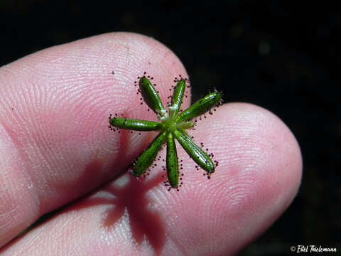 Image of Adenocaulon chilense Less.