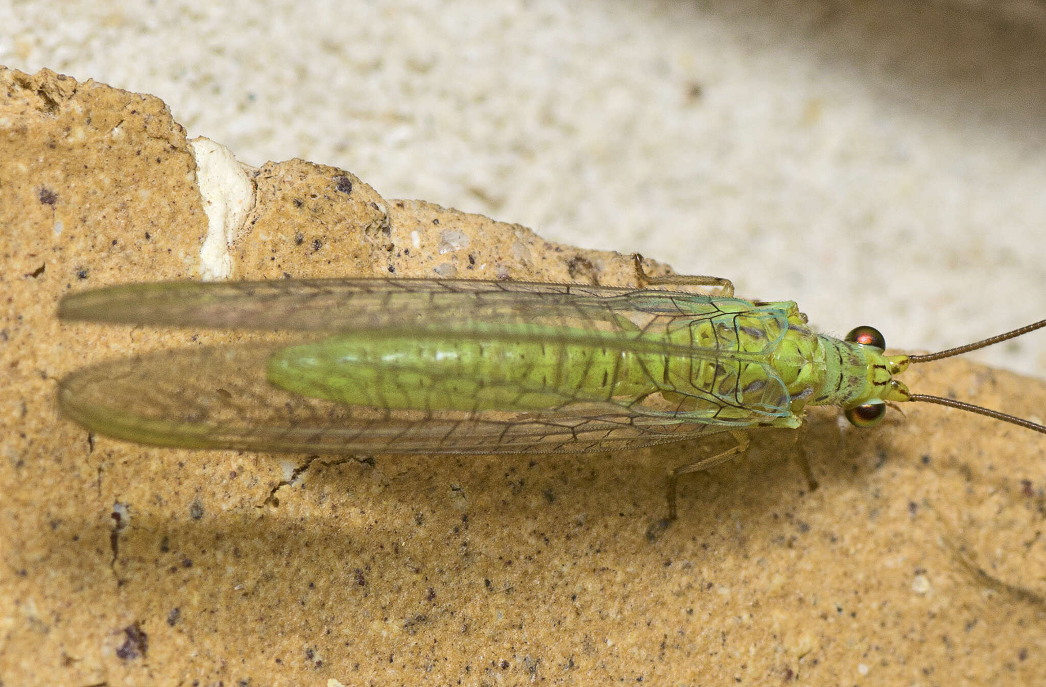 Image of Plesiochrysa