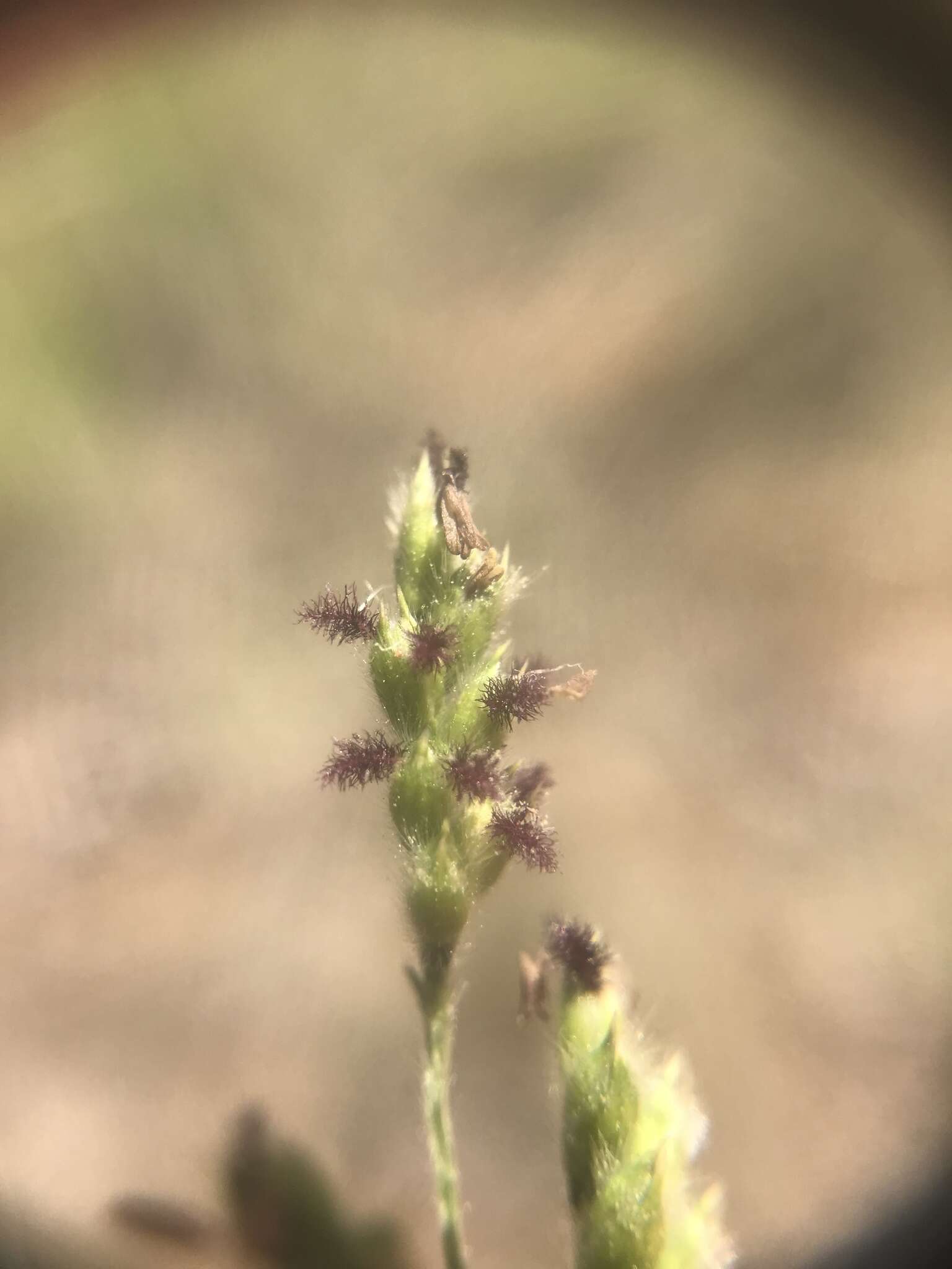 Image of Black-footed signal grass