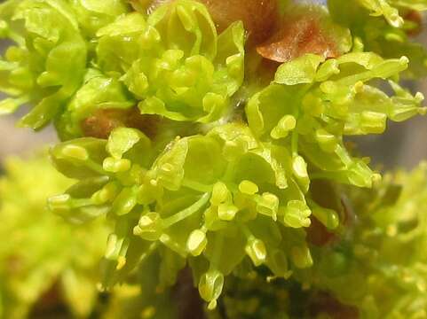 Image of Lindera obtusiloba Bl.