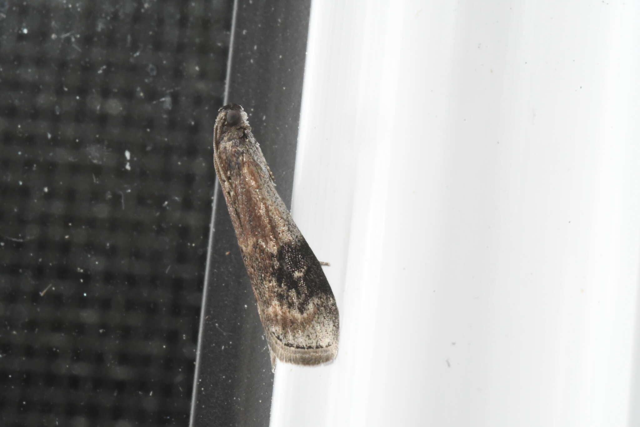 Image of American Plum Borer