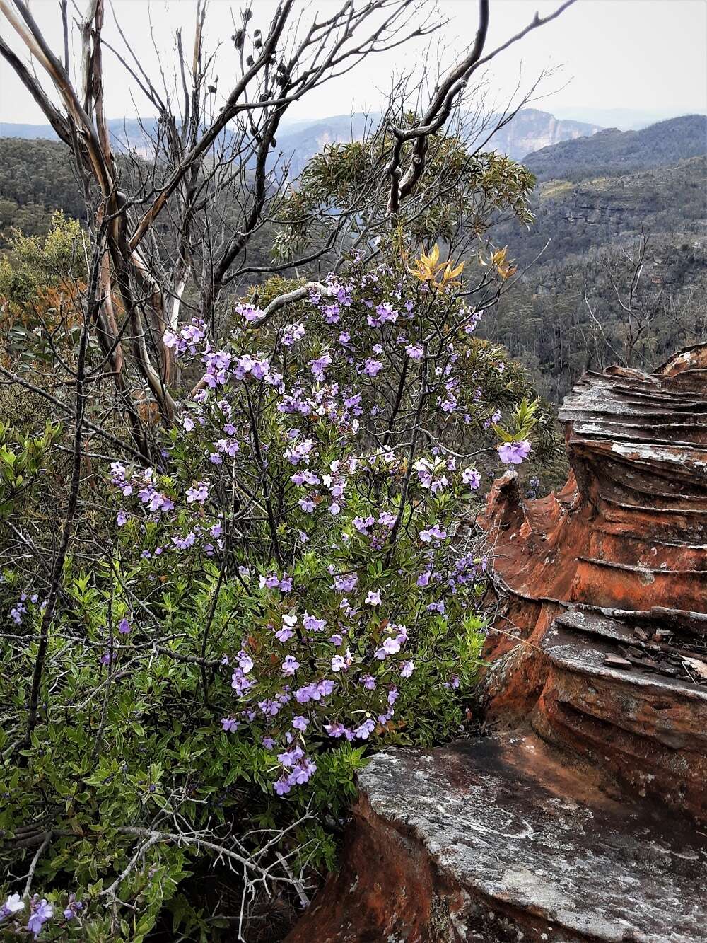 Image of Lilac Mint-bush