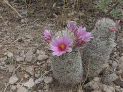 Image de Mammillaria grahamii Engelm.