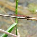 Image of Oxyagrion hempeli Calvert 1909