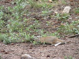 Image of Wyoming ground squirrel