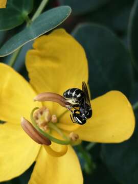 Sivun Ceratina nigrolateralis Cockerell 1916 kuva