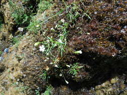 Image de Heliosperma pusillum (Waldst. & Kit.) Rchb.