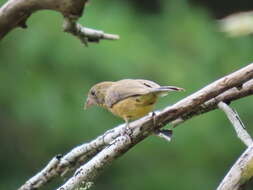 Image of Rose-bellied Bunting