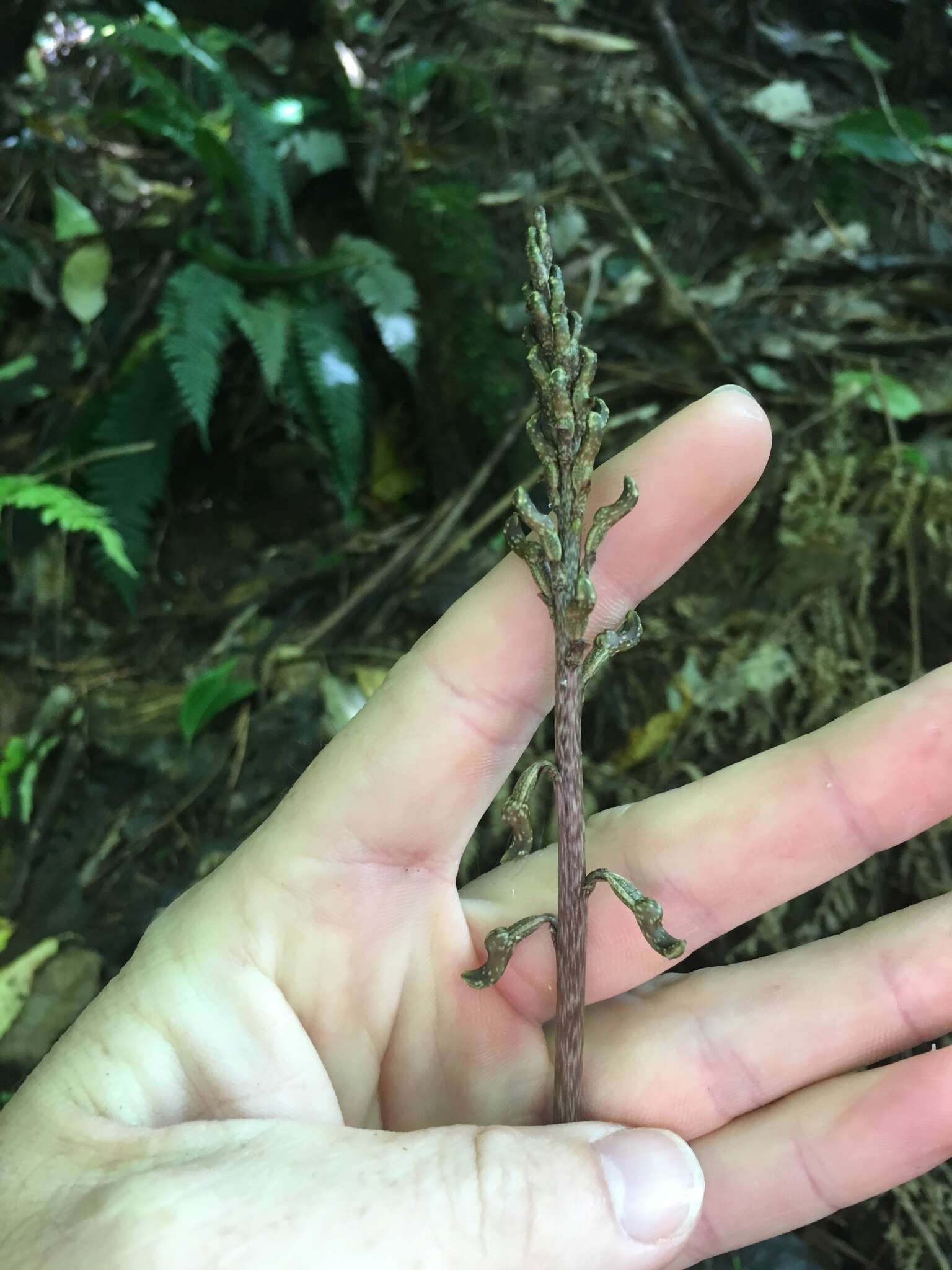 Image of Gastrodia cunninghamii Hook. fil.