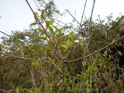 Image de Viburnum obovatum Walt.