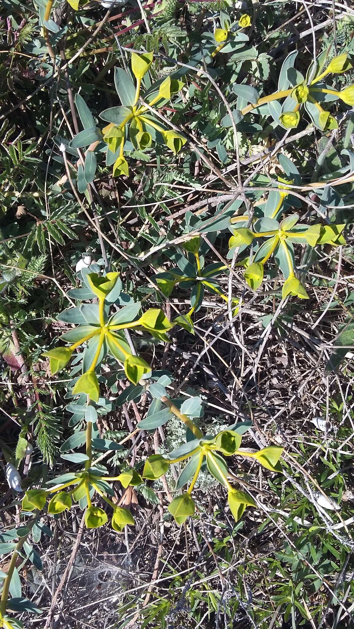 Image of Euphorbia glareosa Pall. ex M. Bieb.