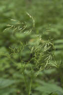 صورة Trisetum umbratile (Kitag.) Kitag.