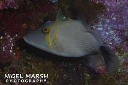 Image of Boomerang triggerfish