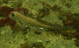 Image of Spotted Ratfish