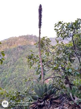 Image of Chamula agave