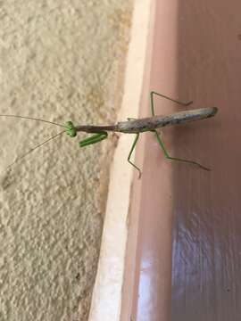 Image of California Mantis