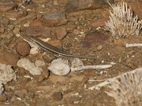 Image of Sharp-lipped Mabuya