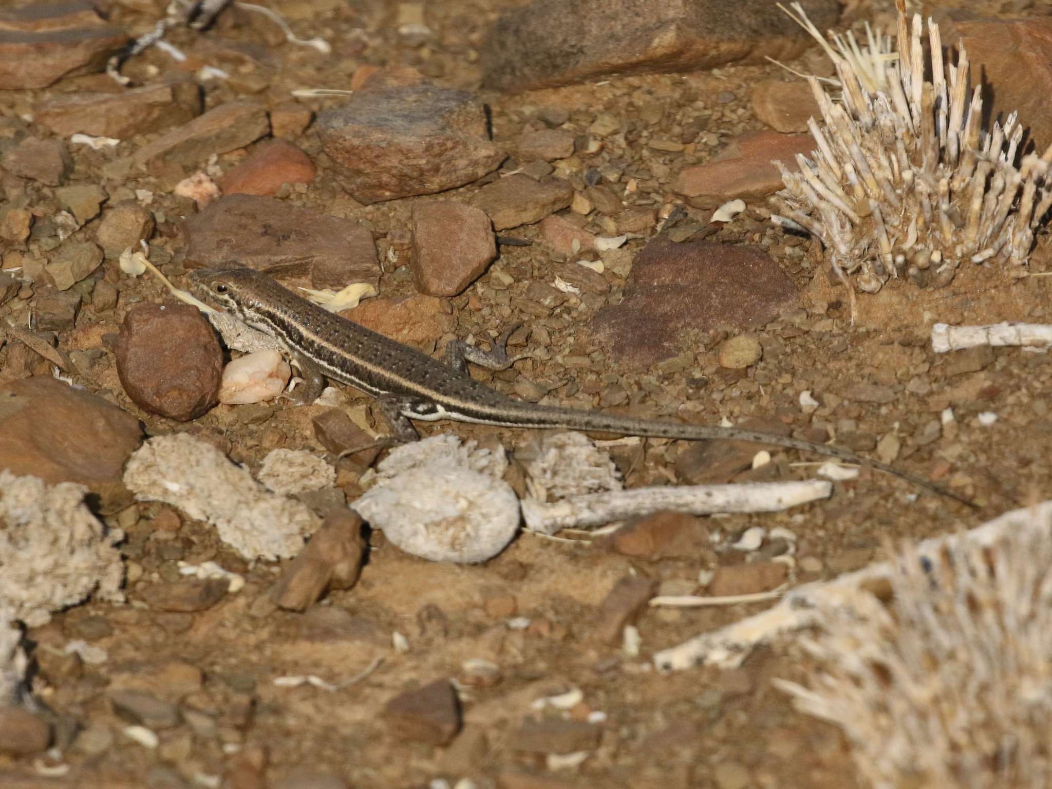 Image de Trachylepis acutilabris (Peters 1862)