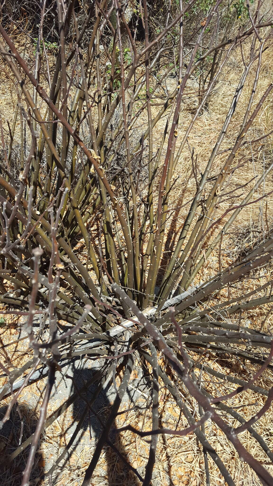 Image of Jatropha oaxacana J. Jiménez Ram. & R. Torres