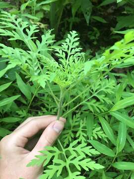 Image of annual ragweed