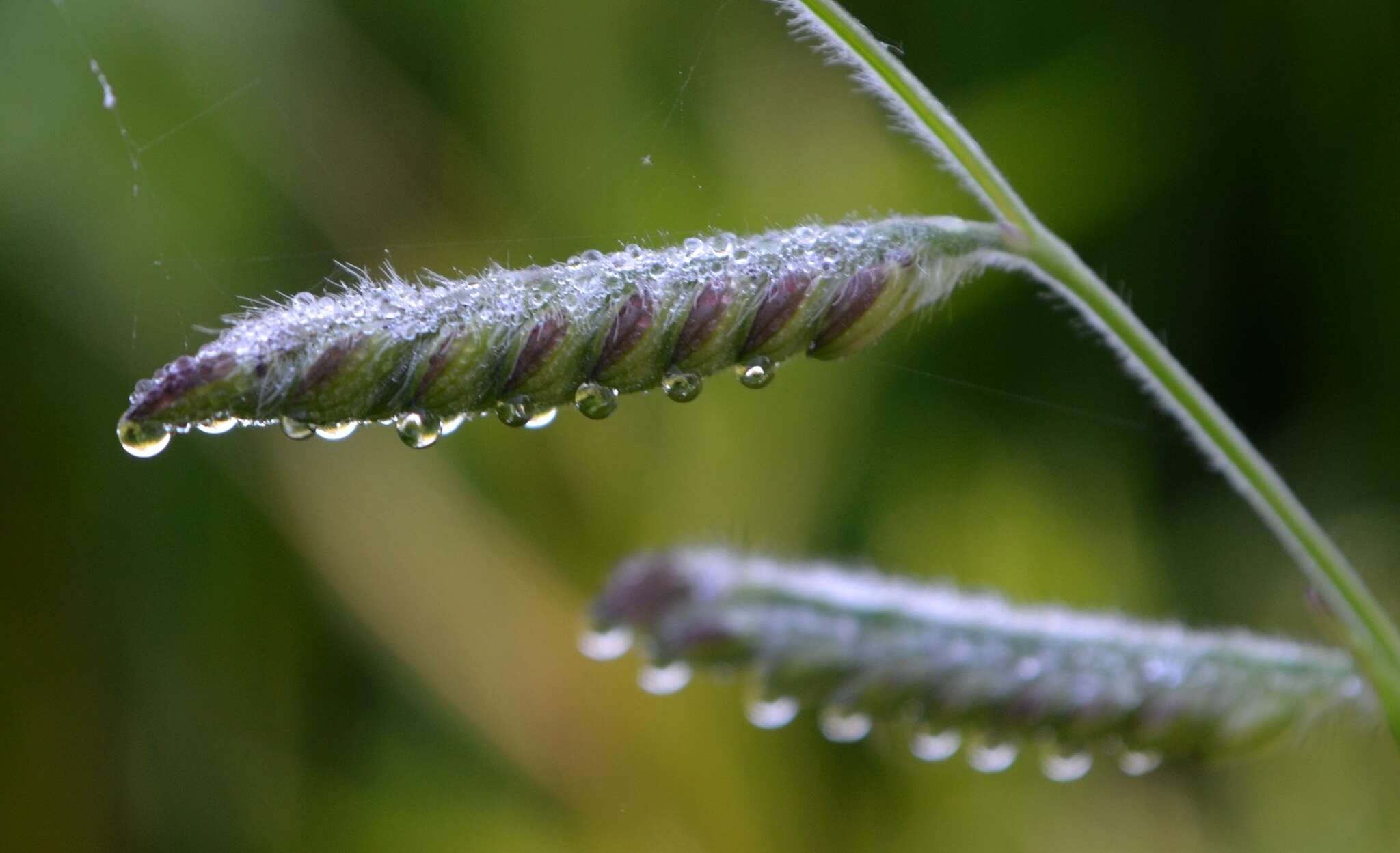 Image of hairy cupgrass