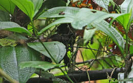 Image of Brown-capped Tyrannulet