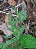 Imagem de Spigelia hedyotidea A. DC.