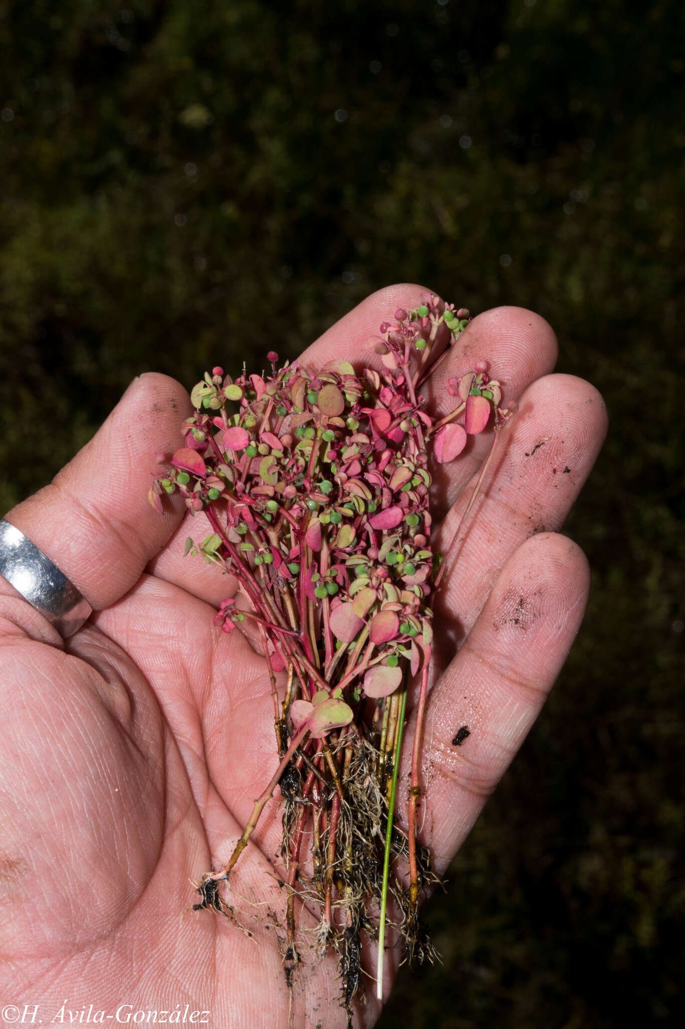 Image of Euphorbia misella S. Watson